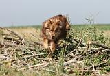 CHIEN FINNOIS DE LAPONIE 508